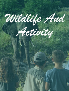 Wildlife And Activity